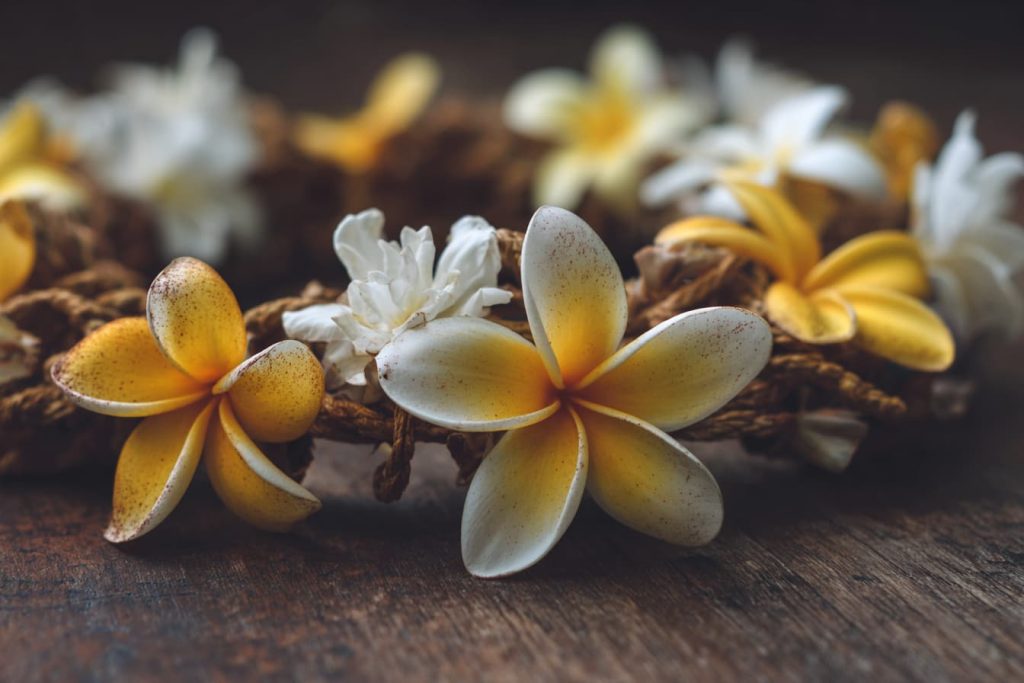 Hawaiian plumeria lei