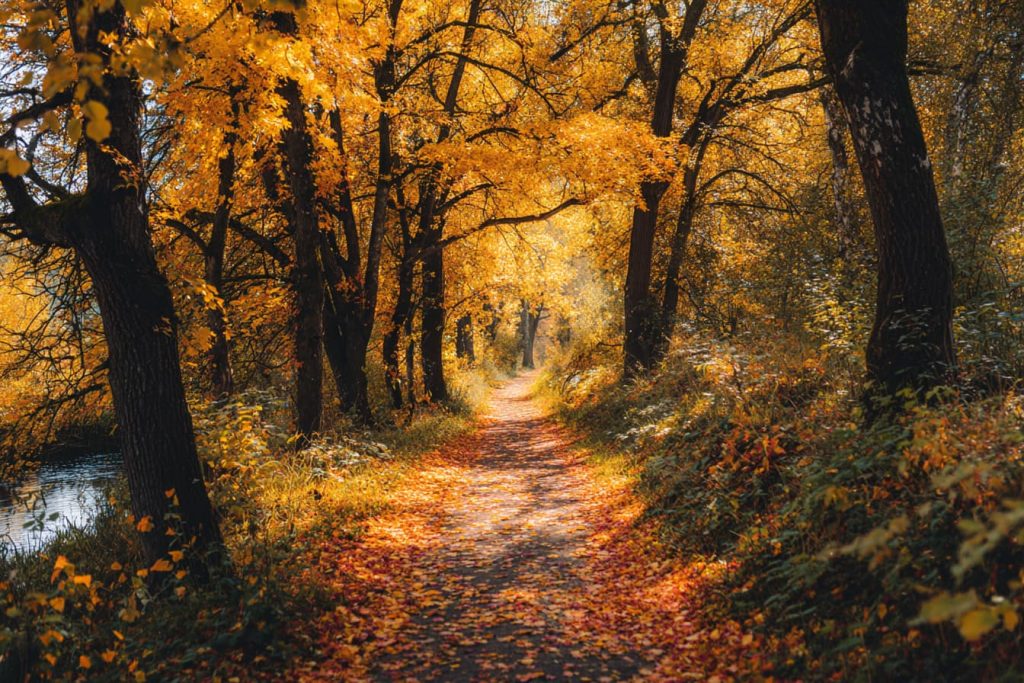 Walking path covered in golden autumn leaves, peaceful nature moment