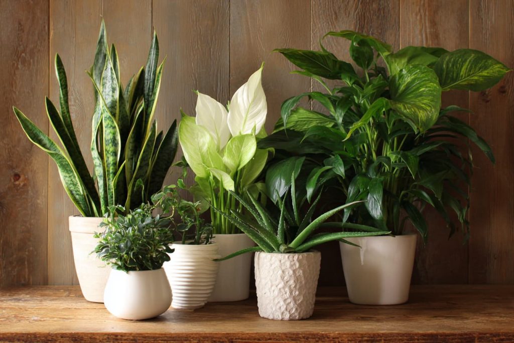 air-purifying indoor plants