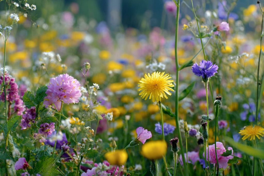 Wild edible flowers growing in a meadow, including dandelion, clover and colorful field blossoms