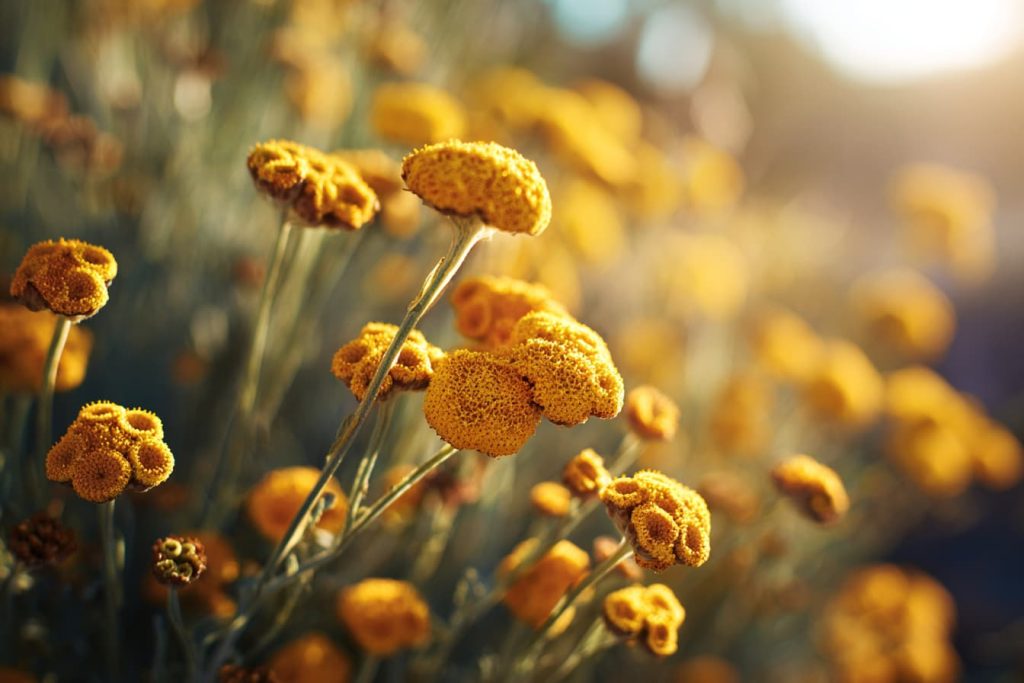 immortelle flowers growing in mediterranean sunlight
